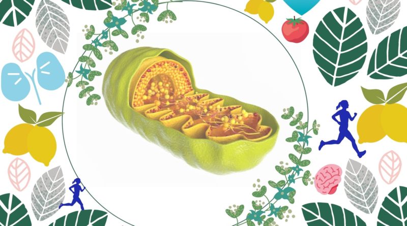 Mitochondrial Function: Potential Ways to Maximise