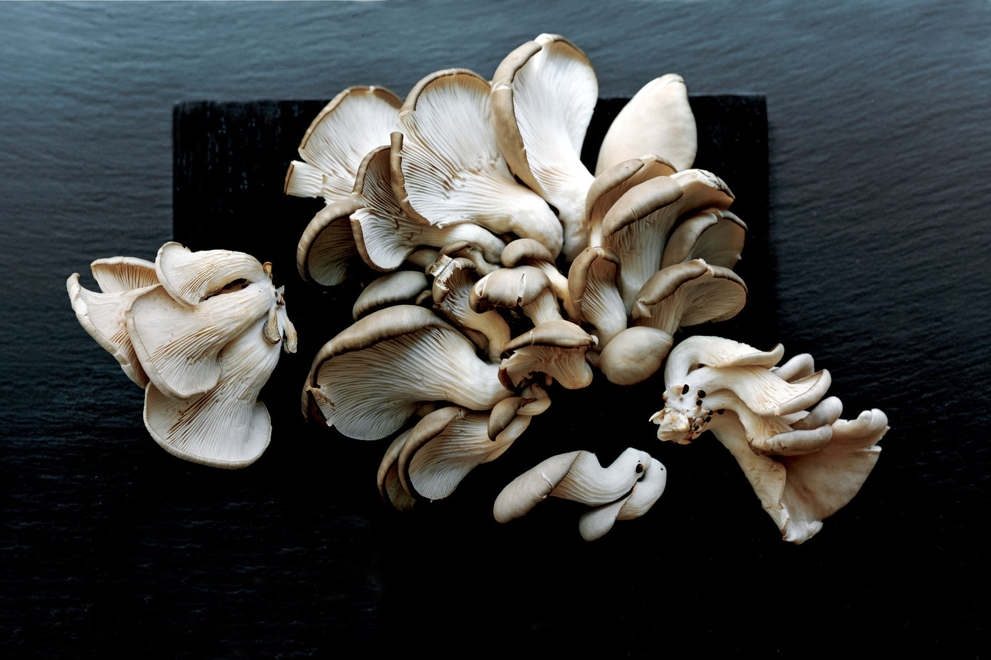 Oyster Mushrooms