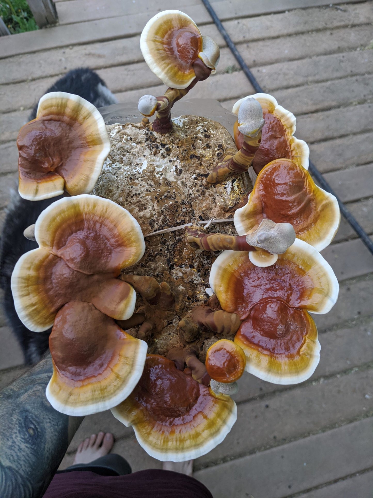 Reishi